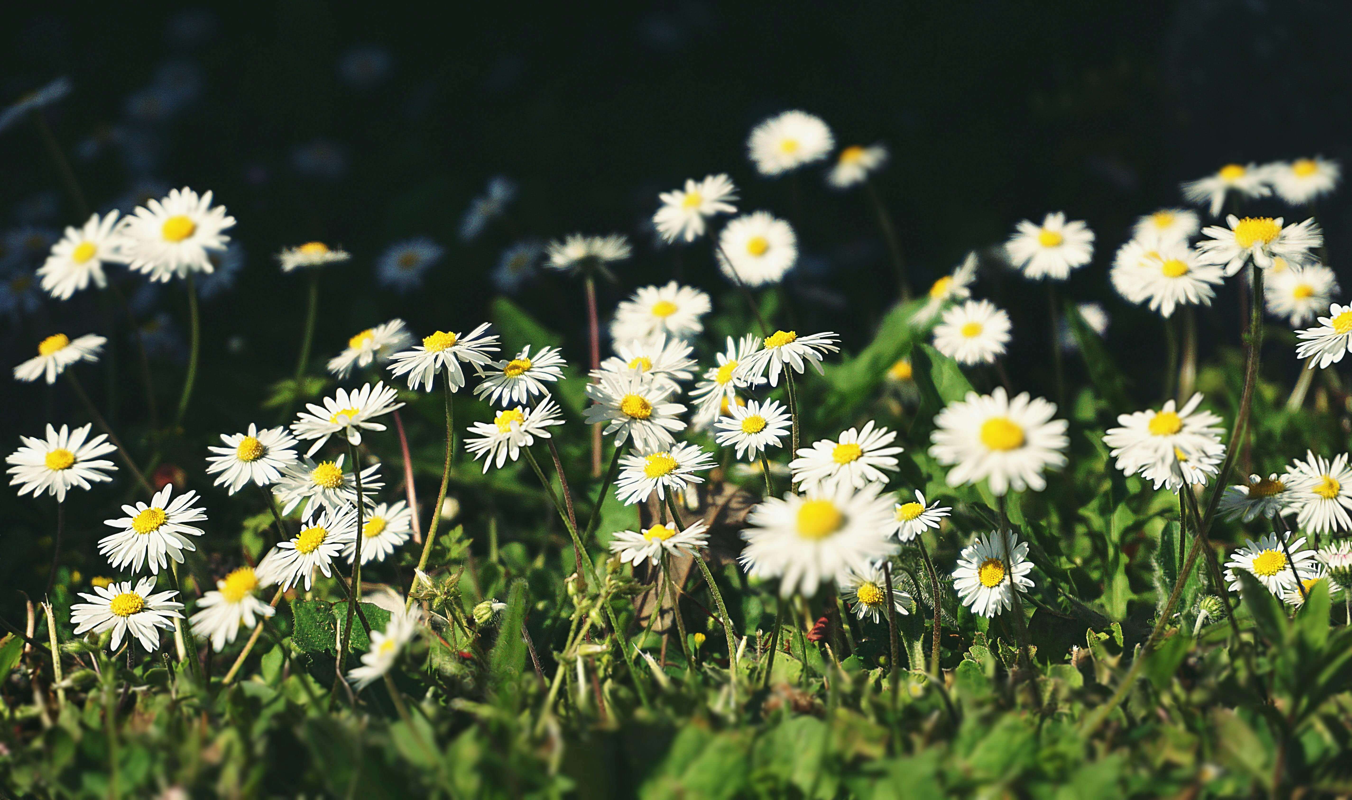 캐모마일차의-효능,부작용,칼로리,카페인-총정리