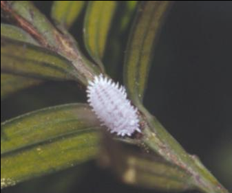 등나무가루깍지벌레