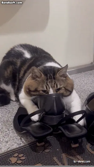 img.webp?credential=yqXZFxpELC7KVnFOS48ylbz2pIh7yKj8&expires=1767193199&allow_ip=&allow_referer=&signature=U7a1V7n72ka4ws5qgbgUEJaf3Xs%3D