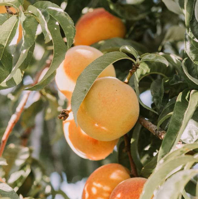 부천 소사복숭아축제
