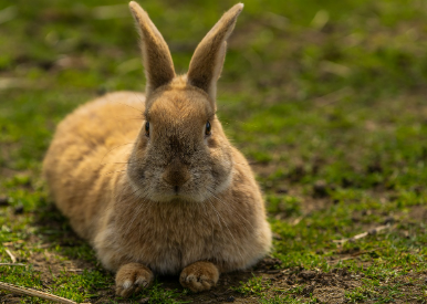 2025년 7월 토끼띠(생년별) 운세