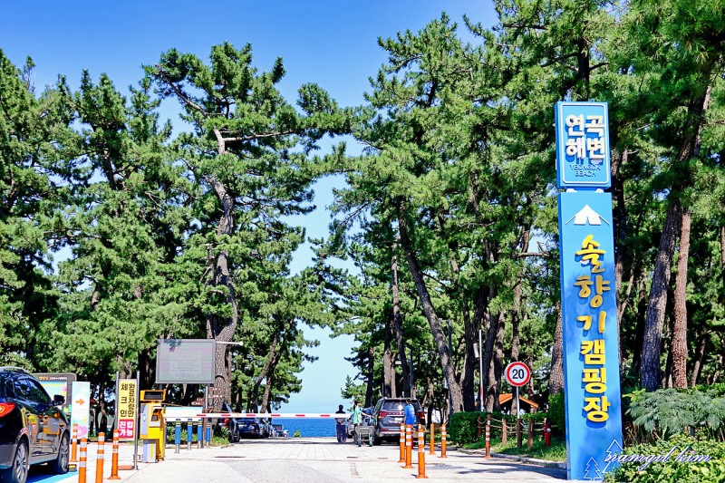 연곡 솔향기 캠핑장 예약
