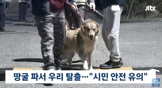 대전 오월드 늑대 늑구 탈출 원인 암컷 드론 생포