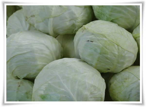 8월에 심기 좋은 텃밭 작물, 풍성한 수확을 위한 최고의 작물 추천