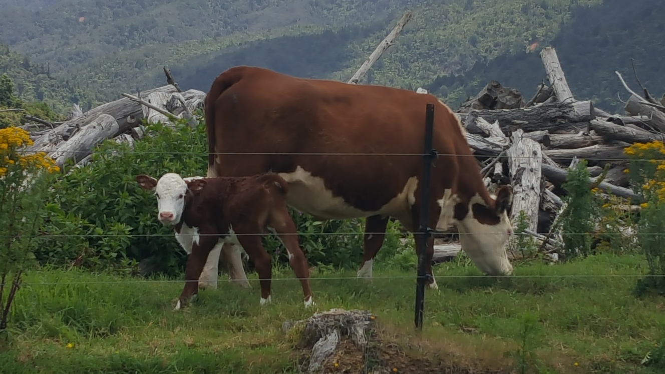 뉴질랜드 소가 풀을 뜯어 먹고 있는 사진