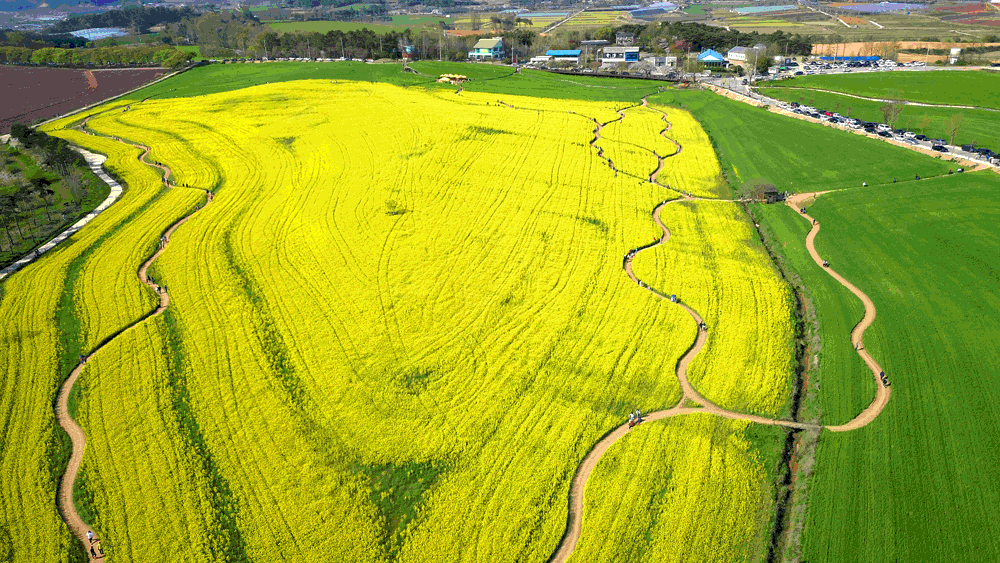 고창 청보리밭축제
