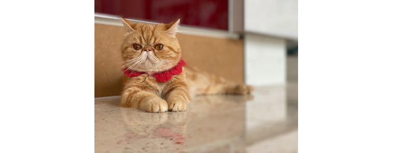 안산 상록구 동물병원