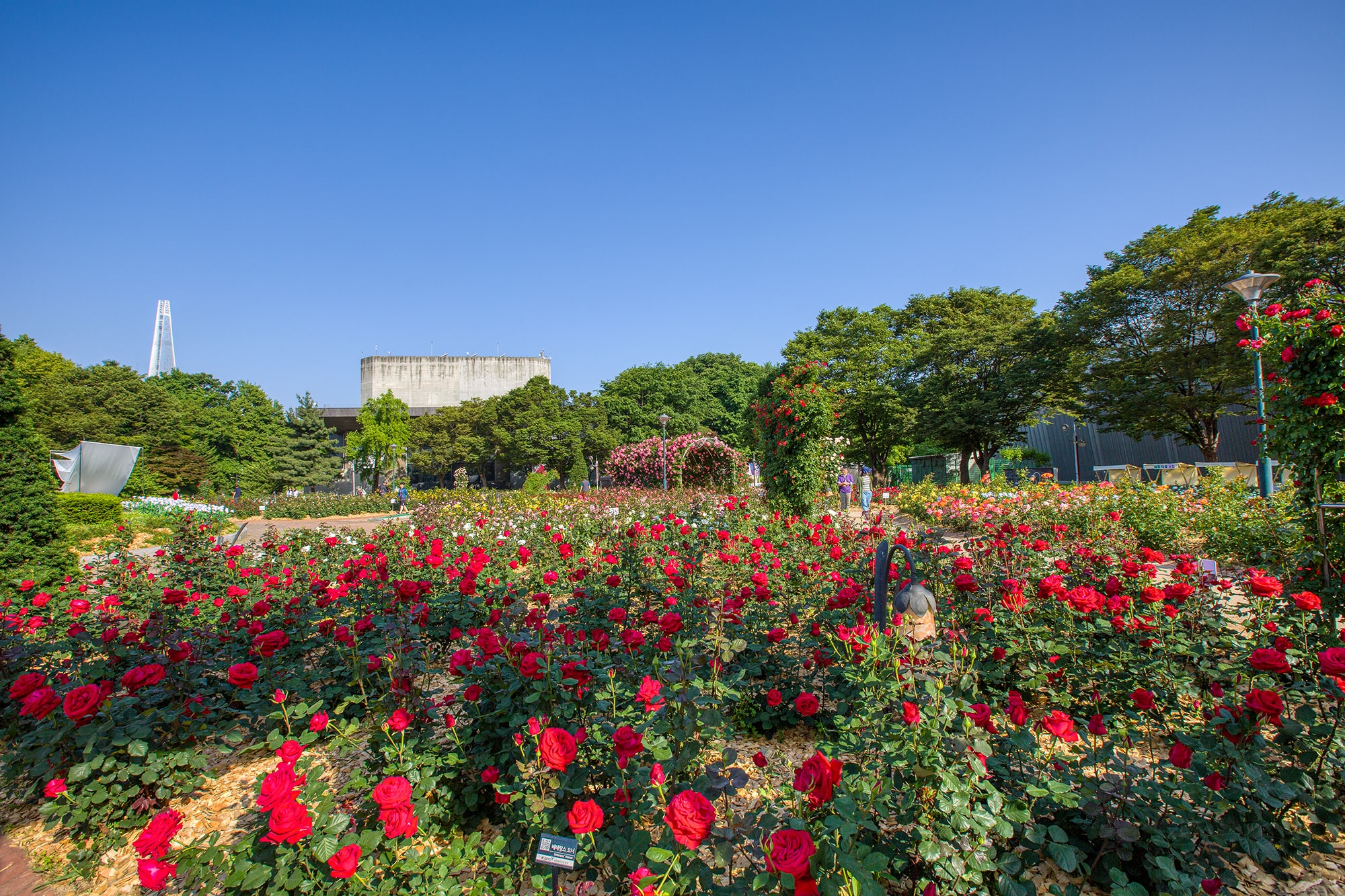 올림픽공원 장미축제 - 14