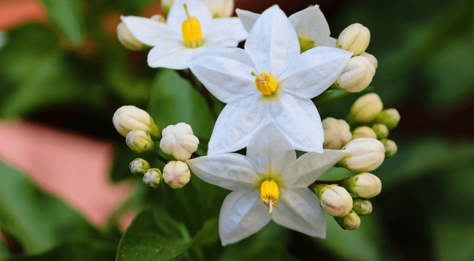 자스민과 자스민 차 사진 - 5