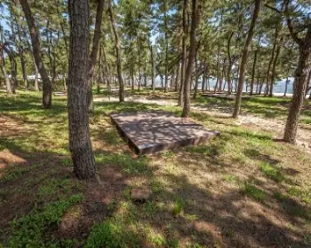 연곡 솔향기 캠핑장 b 구역_2