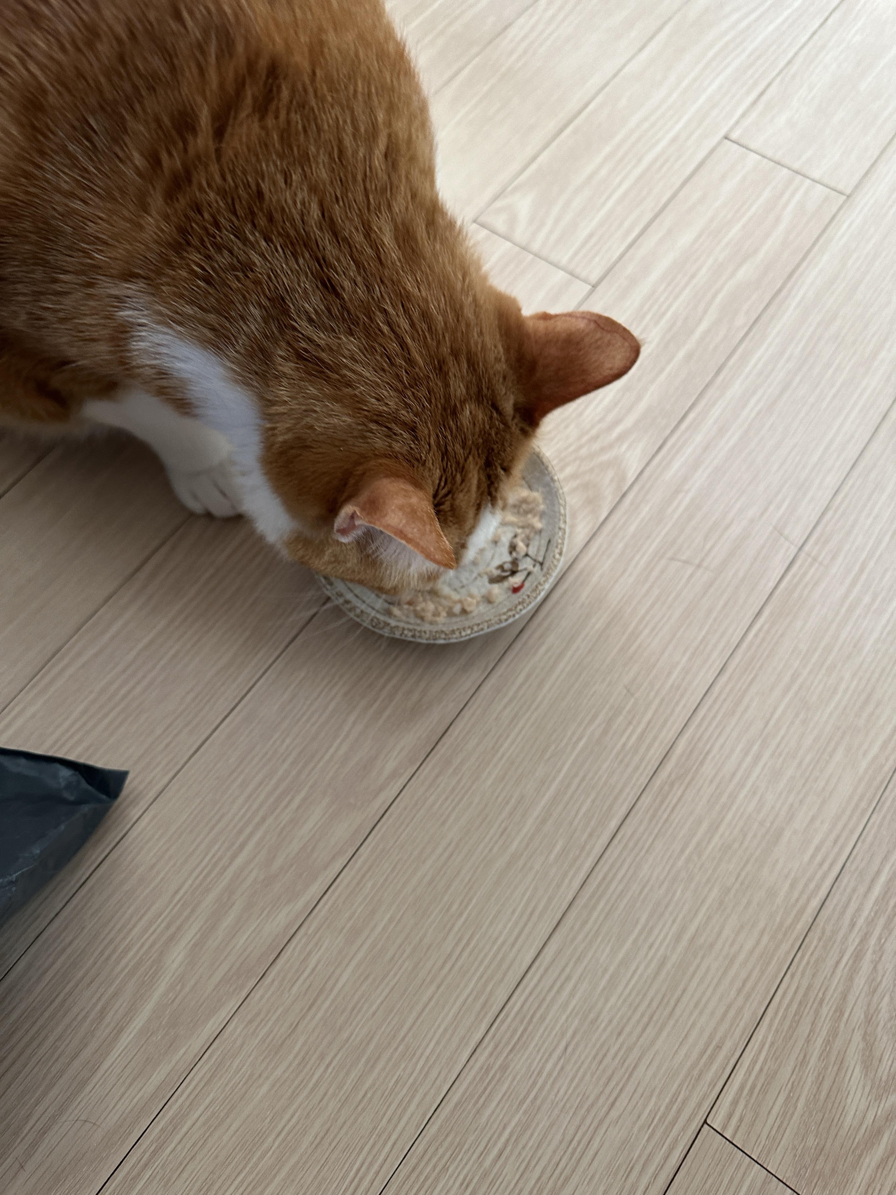 고양이들 평일 아침 간식시간 (feat.간식으로 물먹이기)