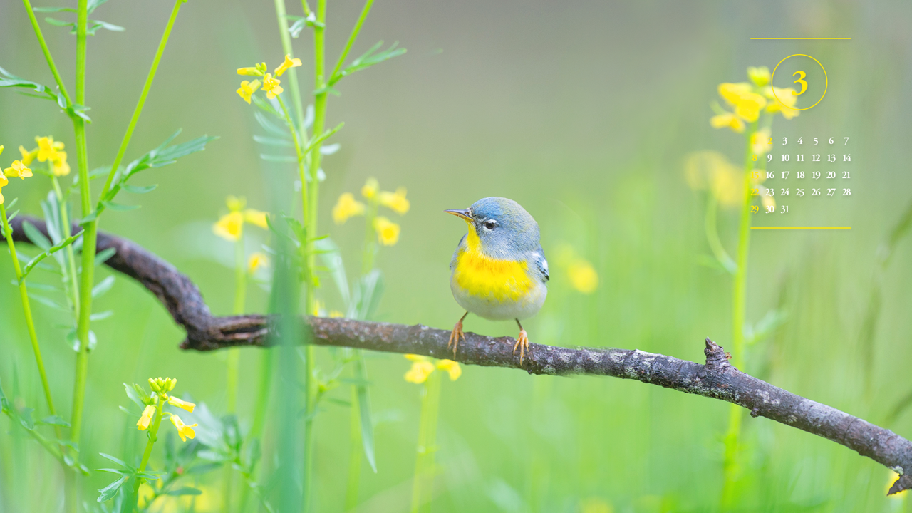 01 노란색 꽃과 새 A - 2026년3월 달력배경화면