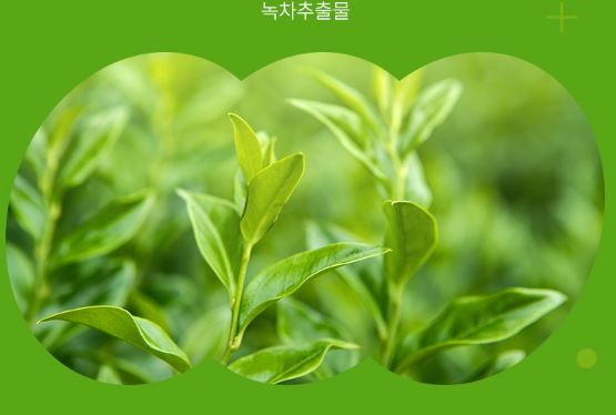 다이어트-보조제-카테킨