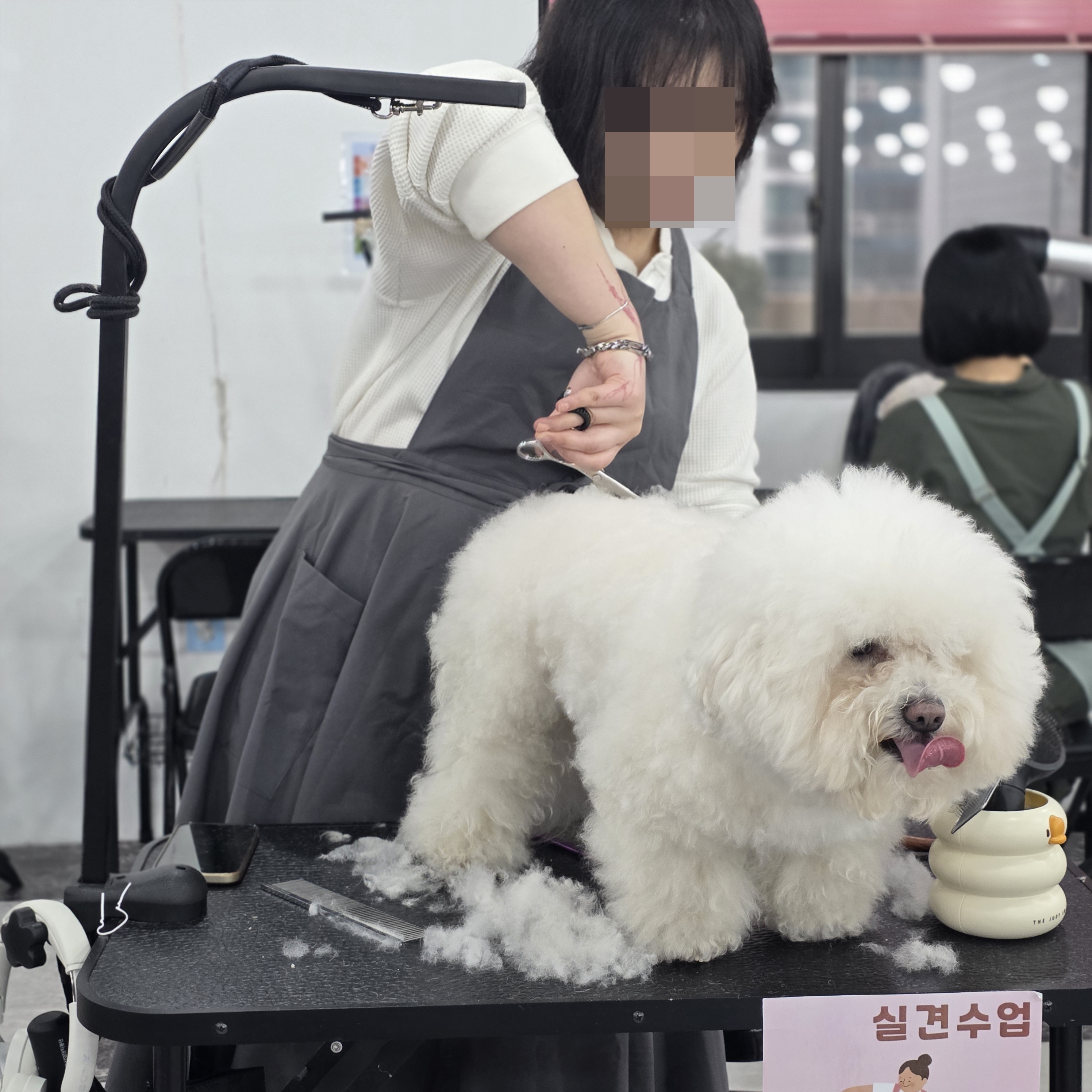 대림애견미용학원