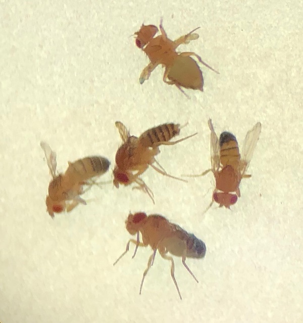 초파리 없애는 방법