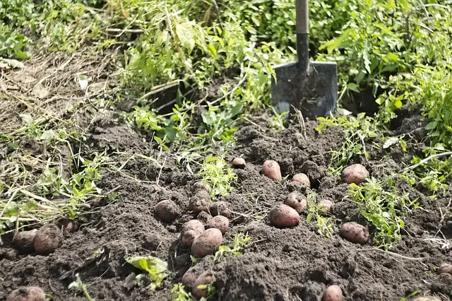 potato-2737945_640