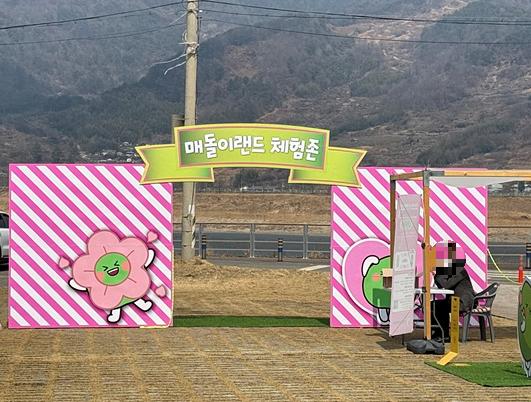 광양 매화축제 개화상황 실시간