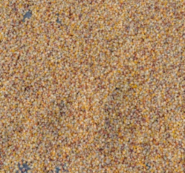 카무트 효소 효능 및 먹는법 총정리