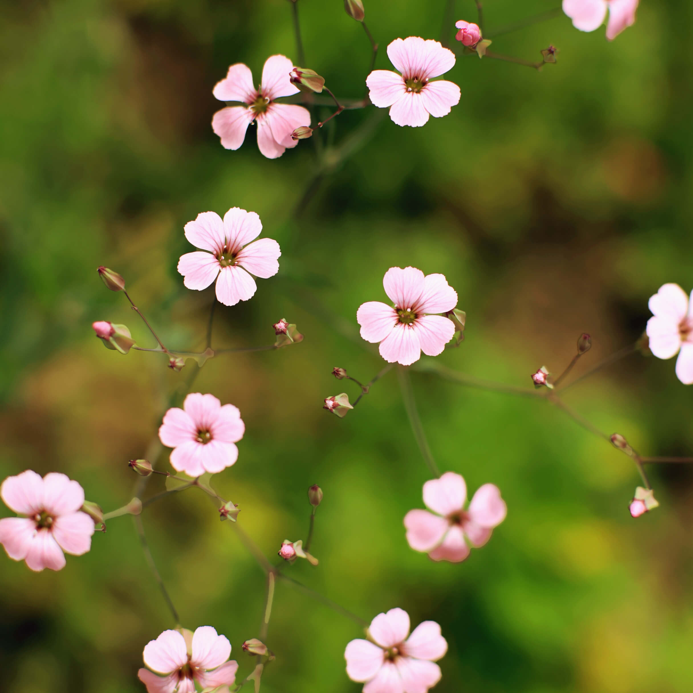 증평 보강천 미루나무숲
