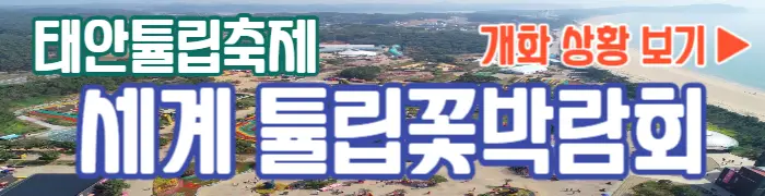 태안 튤립축제 개화현황