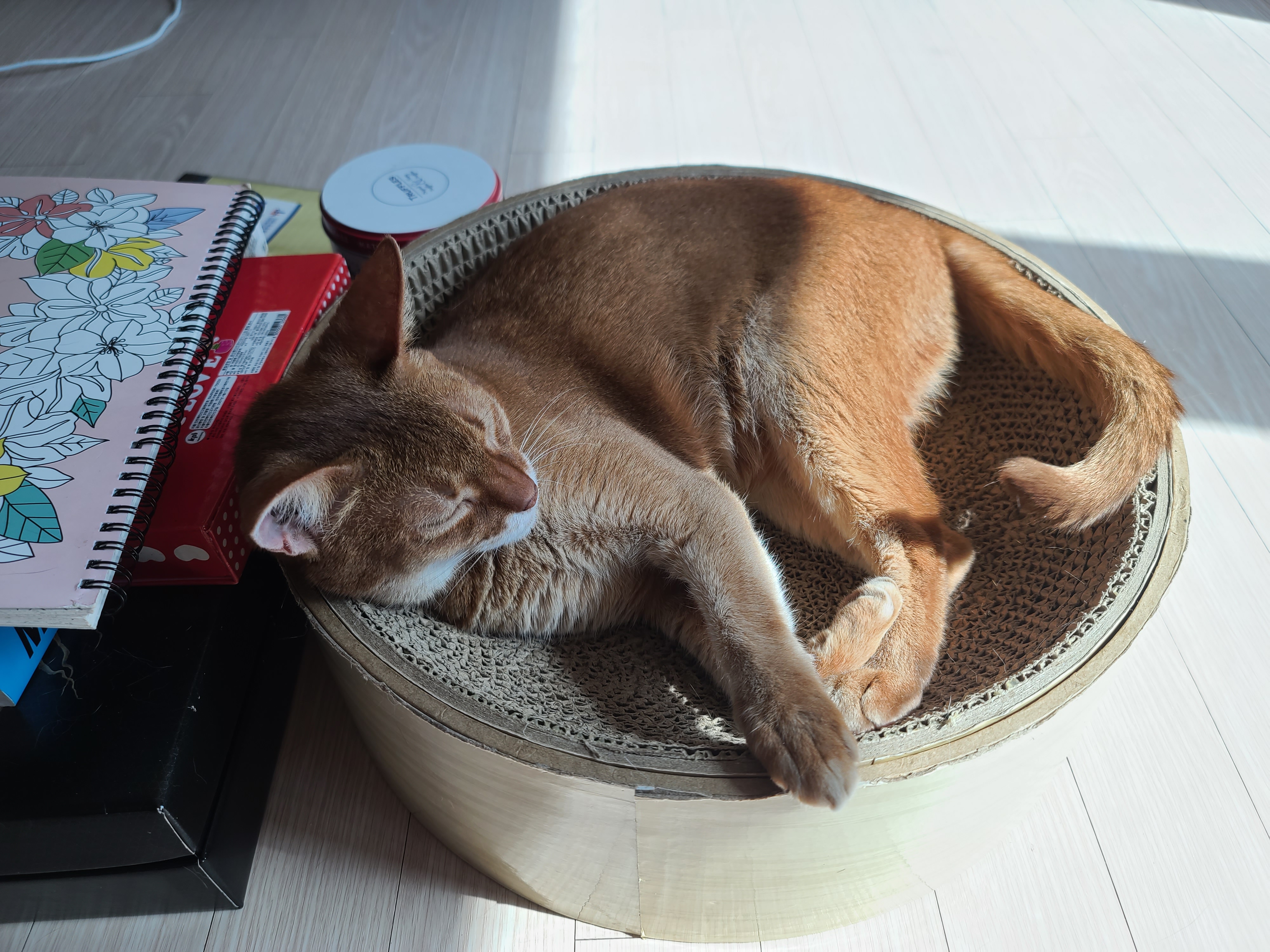 햇살이 쨍한날 아침 고양이들 (feat. 안전방충망)