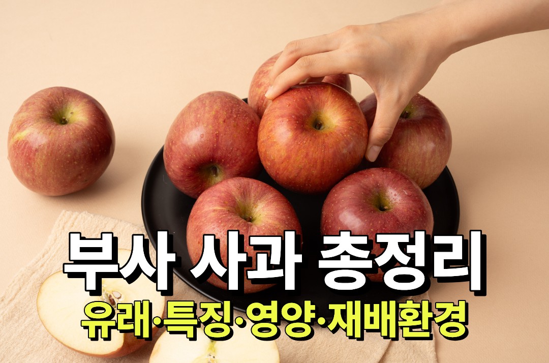 부사 사과 유래&middot;특징&middot;영양성분&middot;재배환경을 정리한 글 대표 이미지