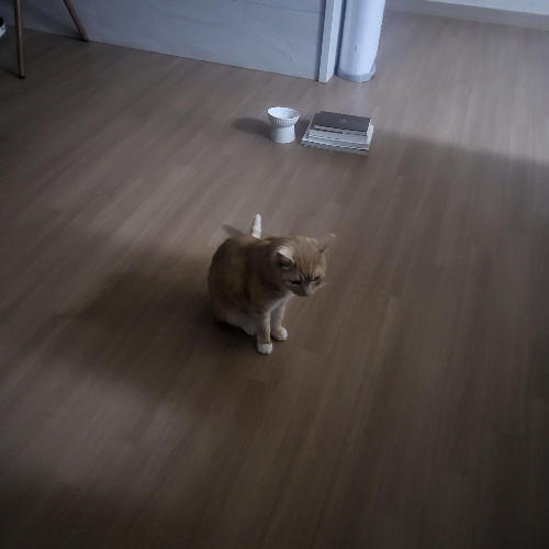 고양이 꼬리가 위로 세워졌다고? feat. 감정표현 12가지