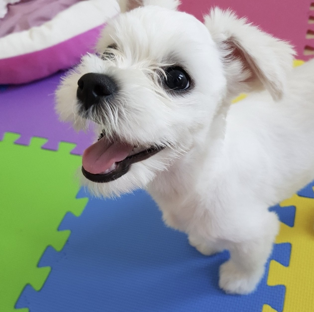 행복하게 웃음 짓고 있는 강아지