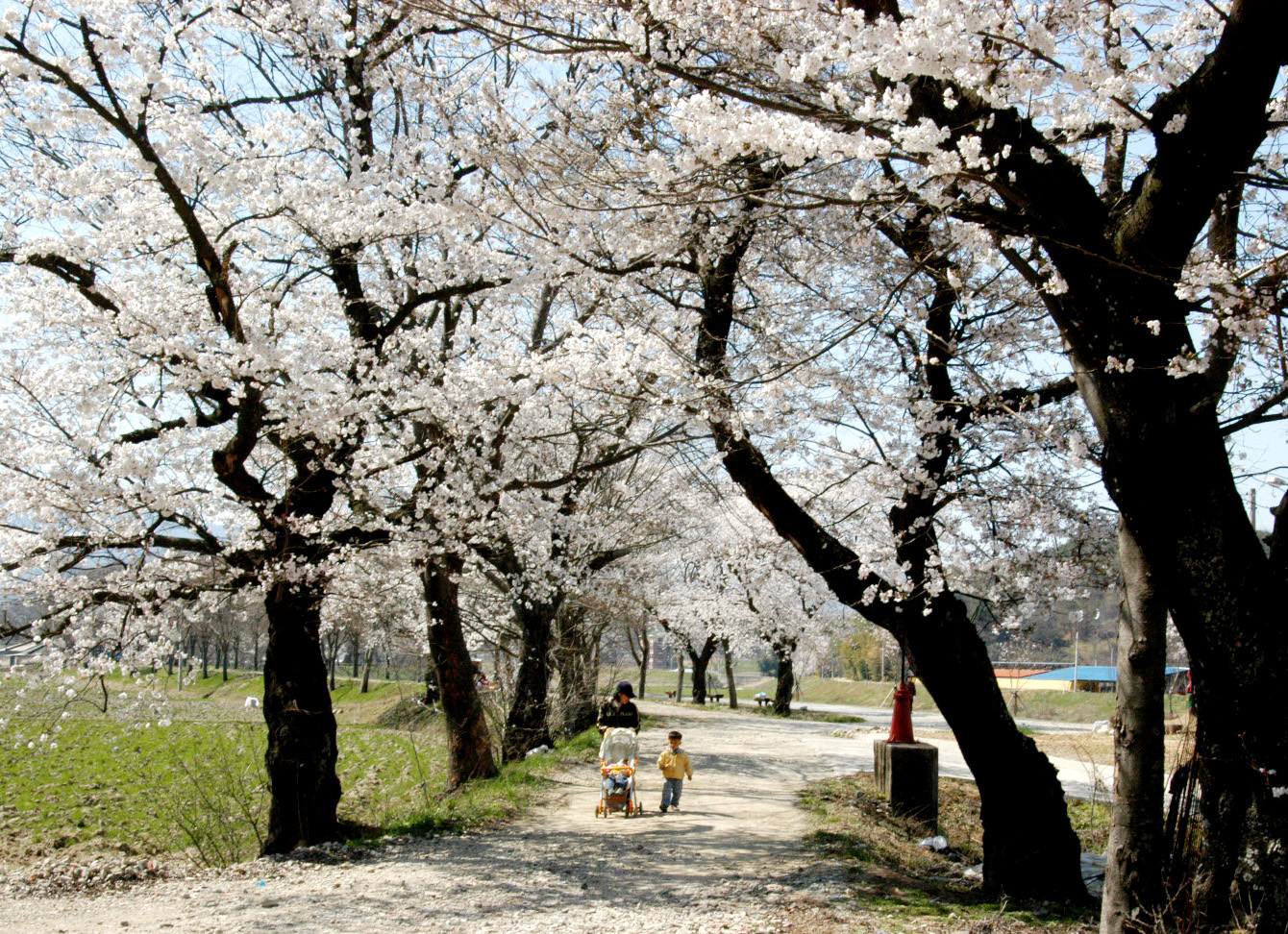 벚꽃이 만개한 관방제림 사진