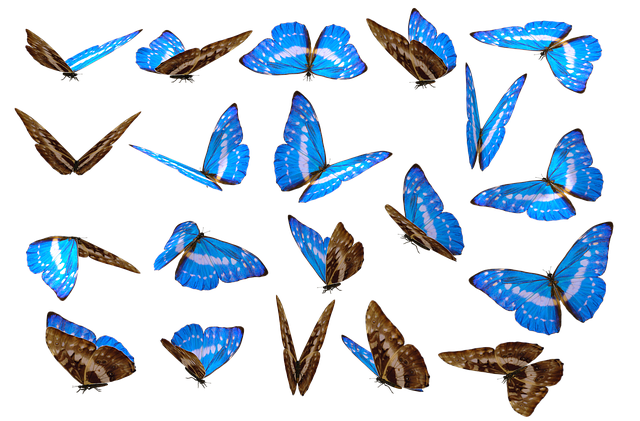 함평나비축제 기간 및 입장료