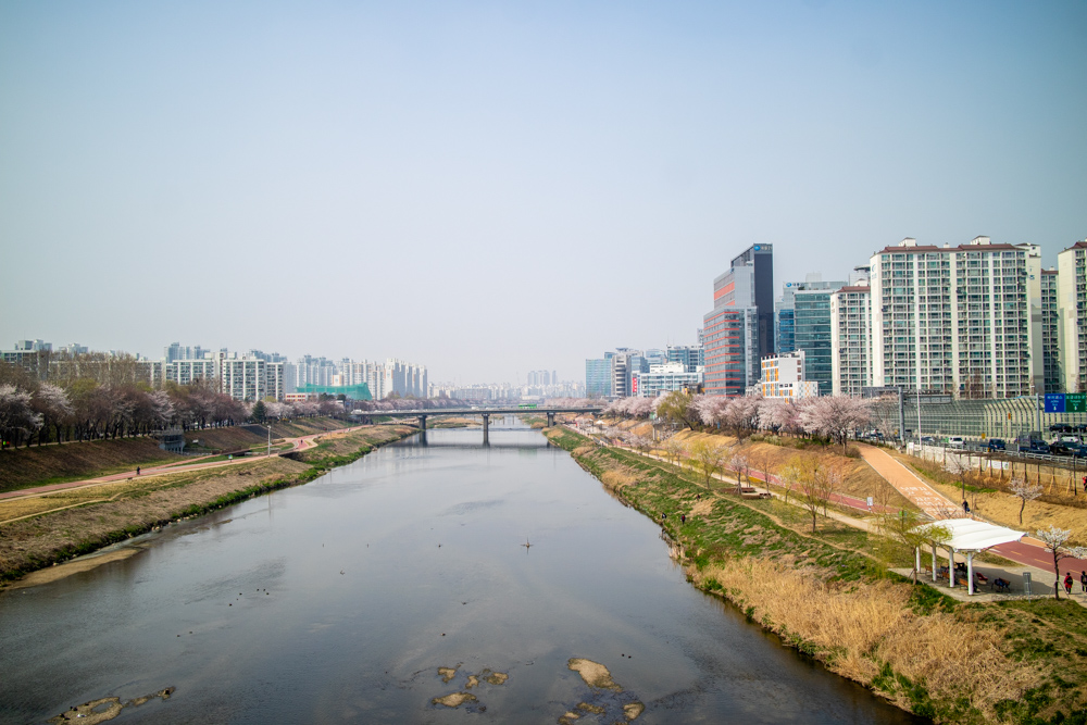 2023년 3월 29일 최근 금천구 안양천 벚꽃길 근황