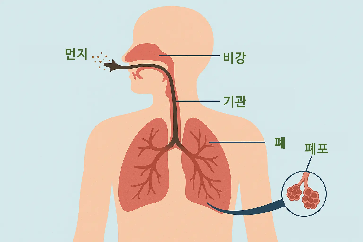 미세먼지가 코로 유입되어 폐로 가는 과정