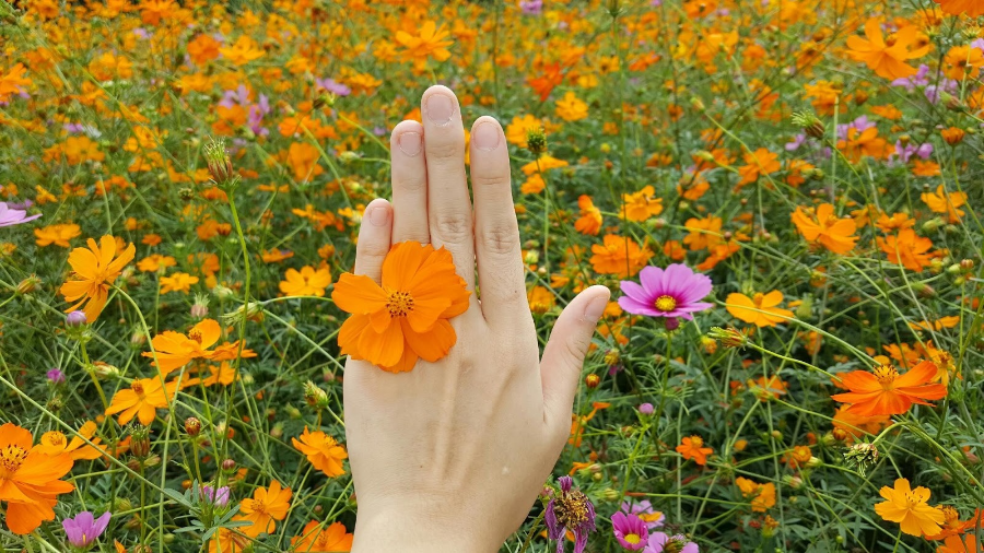 올림픽공원 들꽃마루 황화 코스모스 여행 꿀팁