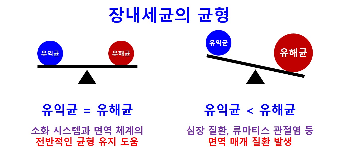 맞춤형유산균