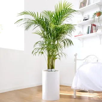 아레카야자 키우는법, 번식, 분갈이, 물주기, 수경재배, 가지치기, 꽃말_31