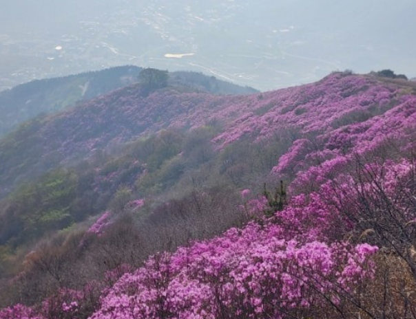 진달래꽃명소