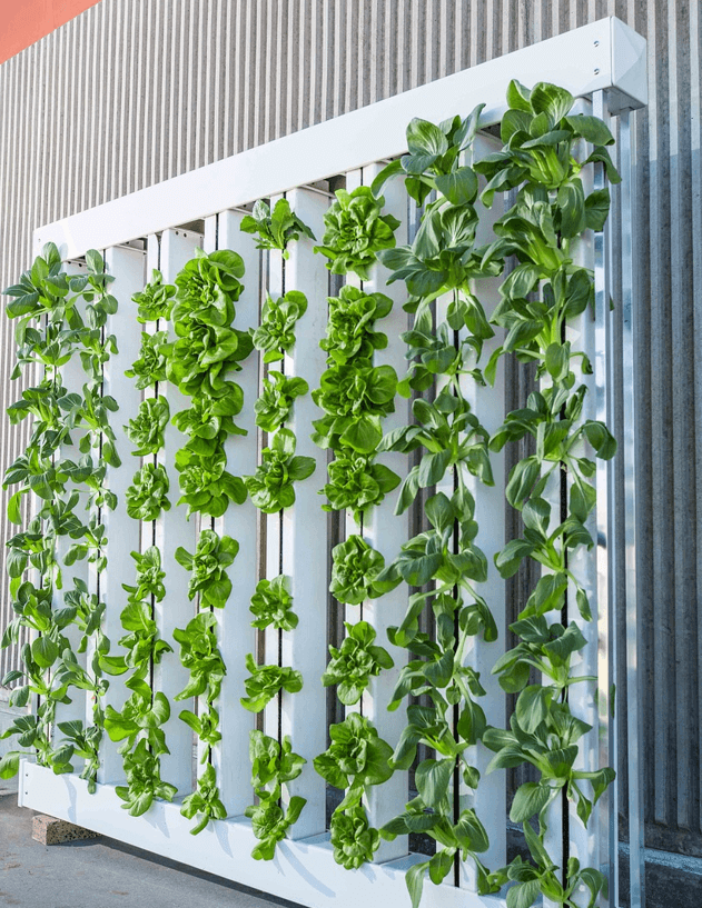 청경채 사진 - 16