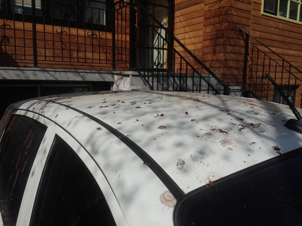 모닝의 차 지붕 위에 덮혀 있는 직박구리의 산수유 섭취후 배설물