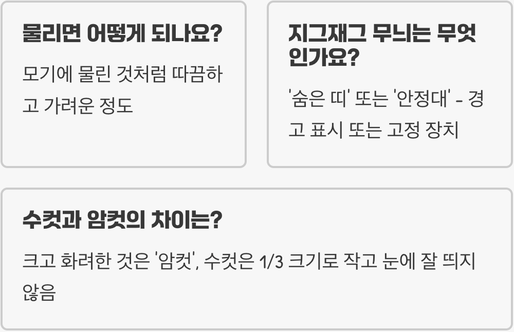 호랑거미 키우기, 가능할까? 사육 전 반드시 알아야 할 5가지