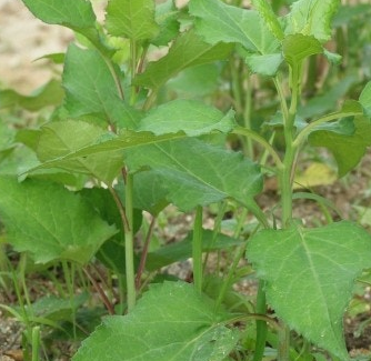 취나물 효능 부작용 칼로리 고르는법