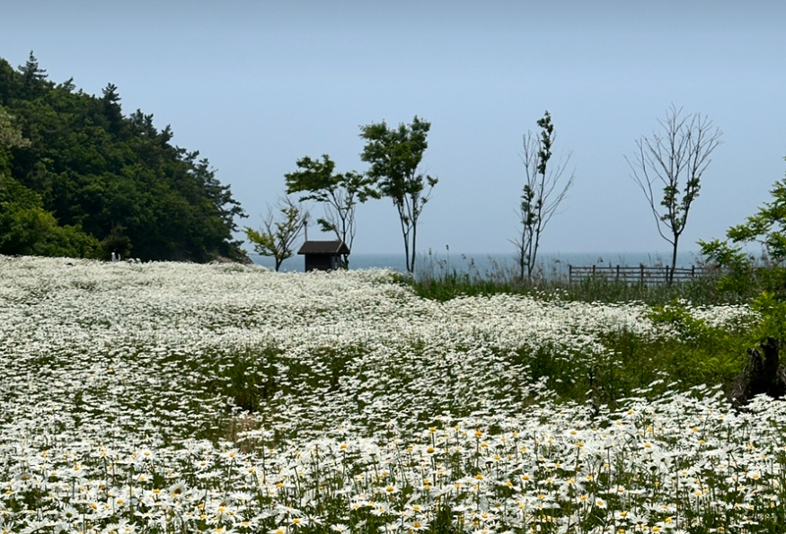 부안 변산마실길 4코스 샤스타데이지