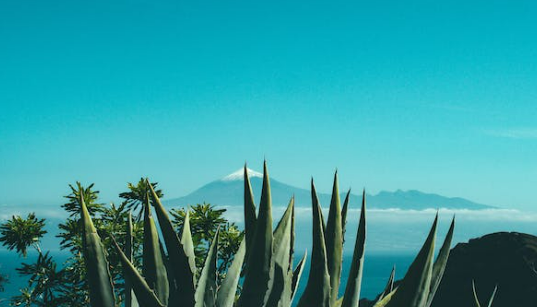 부작용 없는 관절 영양제 보스웰리아