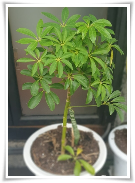 "홍콩야자 키우기" 실내 정원 가꾸기에 매력적인 식물!