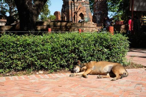 태국 들개가 길가에 누워있는 사진