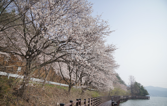 조치원 벚꽃축제 : 축제는 끝났지만 하이라이트는 지금부터!!