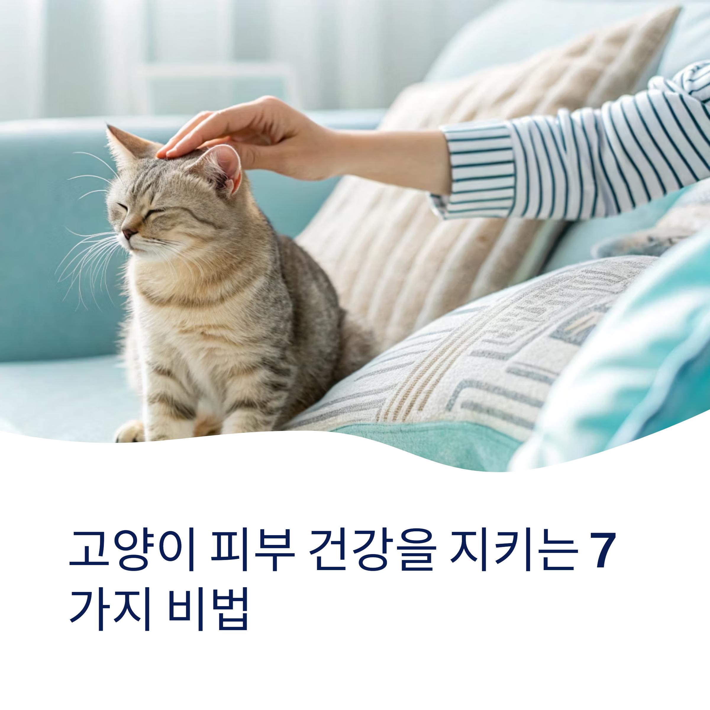고양이 피부 질환, 미리 막는 7가지 습관