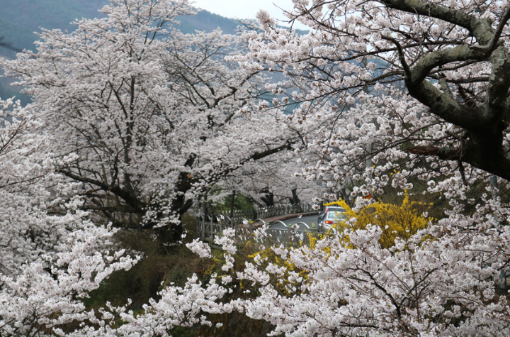 하동 십리벚꽃길