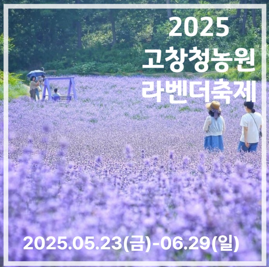 2025 고창 청농원 라벤더 축제