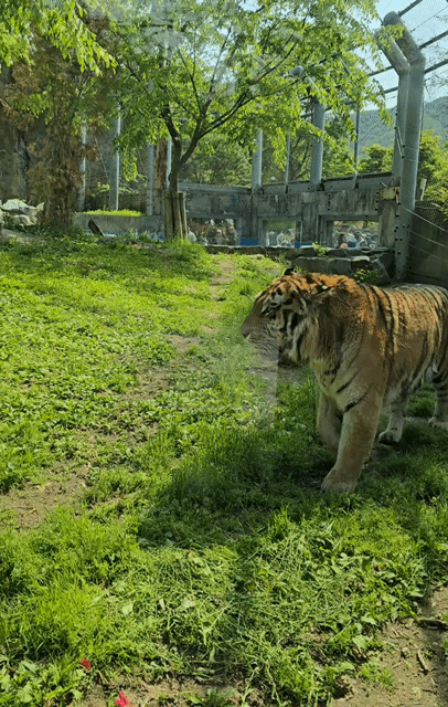 과천서울대공원동물원호랑이가까이