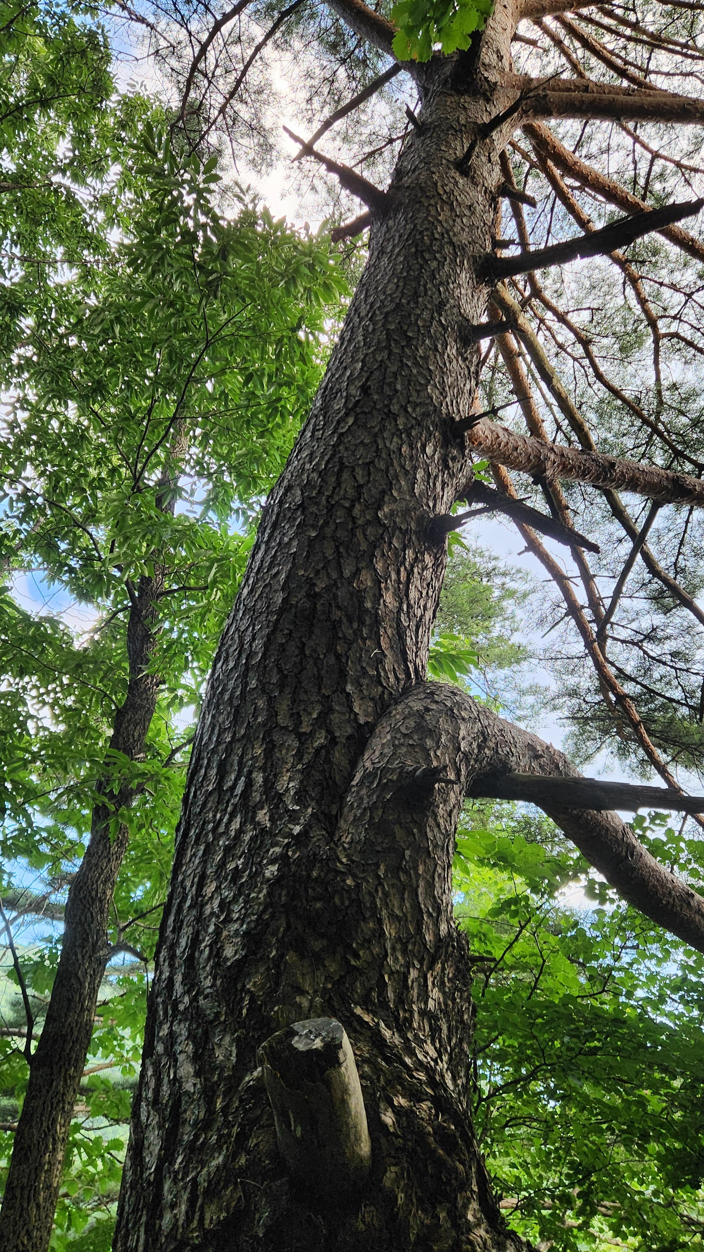 국립산림치유원 예천 문필마을의 산책로, 문필 데크로드의 거목